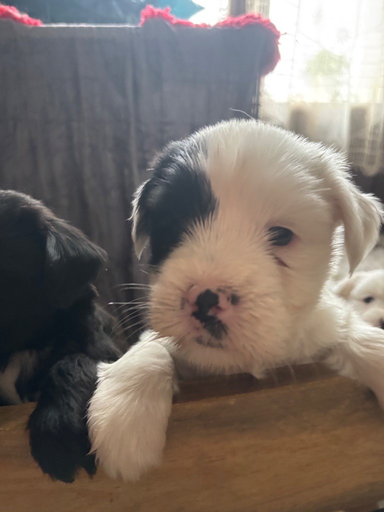 Du clan de lis - Chiot disponible  - Terrier Tibetain