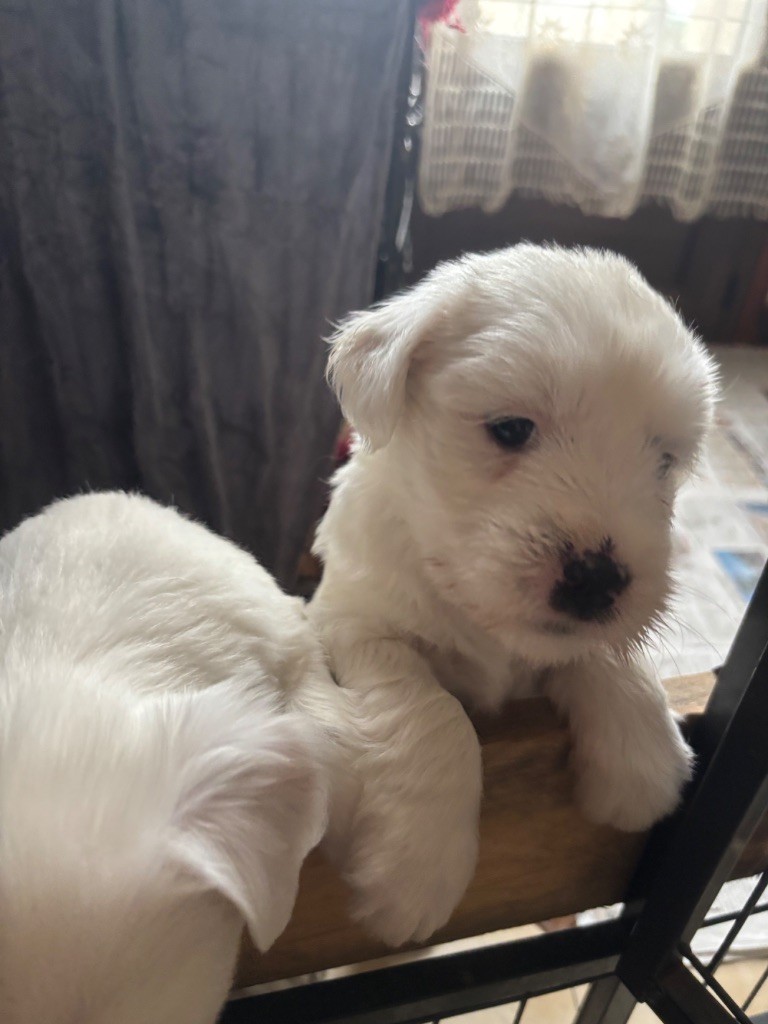 Du clan de lis - Chiot disponible  - Terrier Tibetain