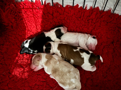 CHIOT 4