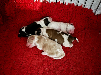 CHIOT 5