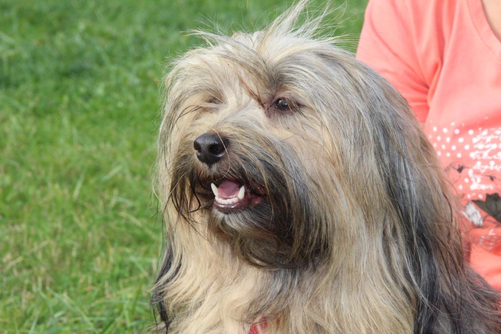 Irys f'yu Du clan de lis