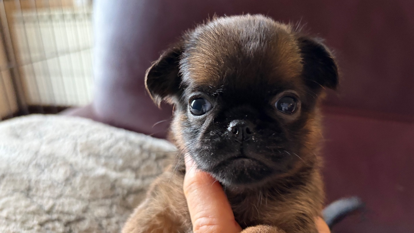 Du clan de lis - Chiots disponibles - Petit Brabançon