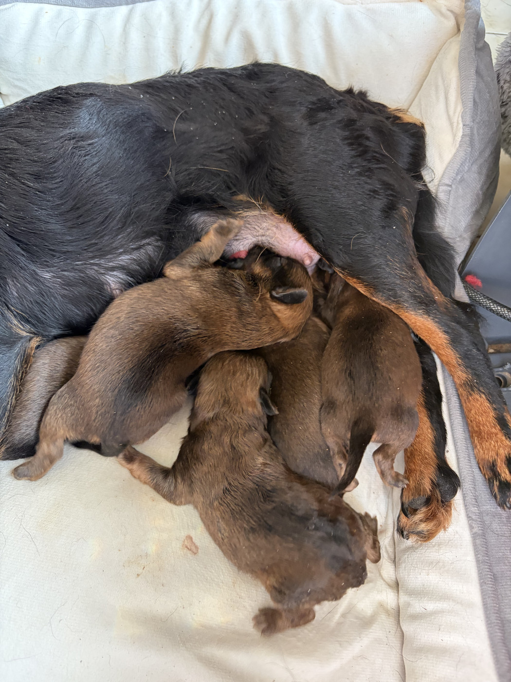 Chiot Petit Brabançon Du clan de lis