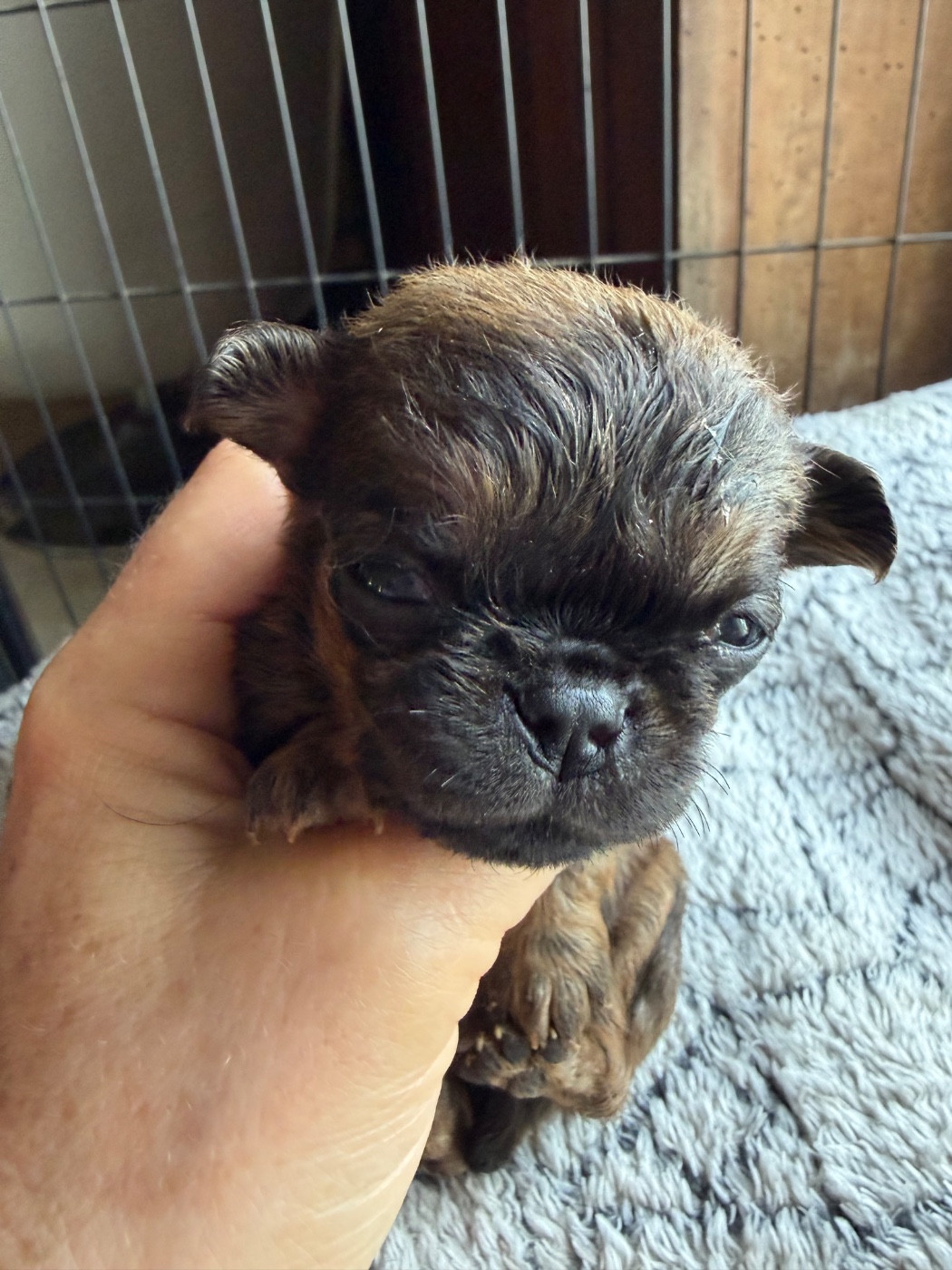 Du clan de lis - Chiots disponibles - Petit Brabançon