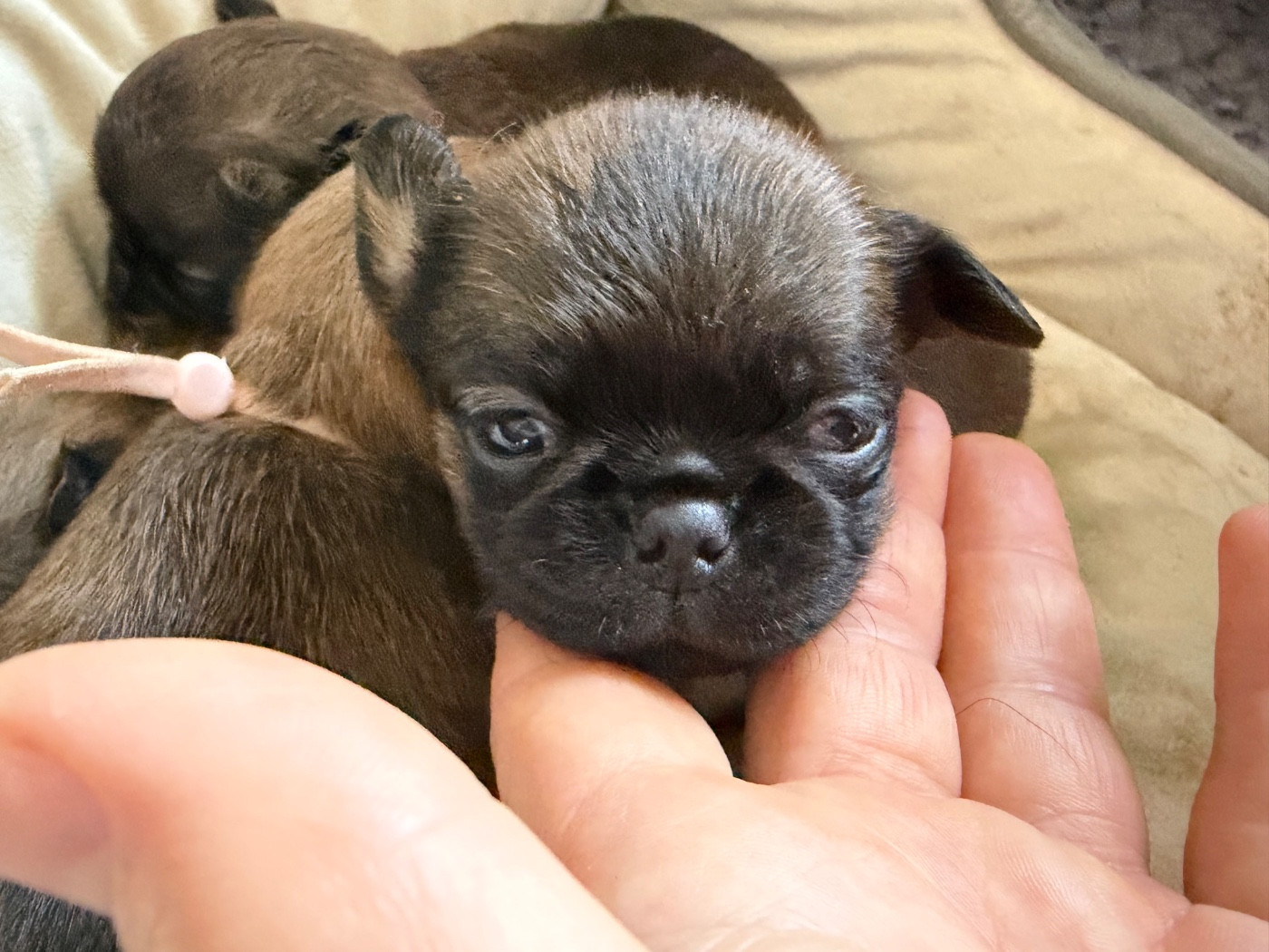 Du clan de lis - Chiots disponibles - Petit Brabançon