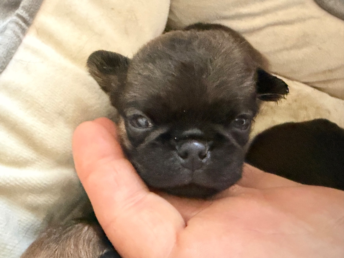 Du clan de lis - Chiots disponibles - Petit Brabançon