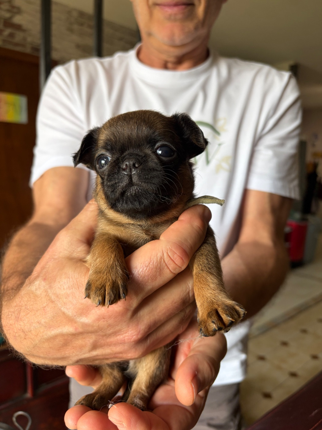 Du clan de lis - Chiots disponibles - Petit Brabançon