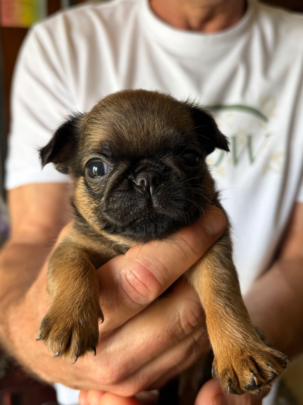 Du clan de lis - Chiots disponibles - Petit Brabançon