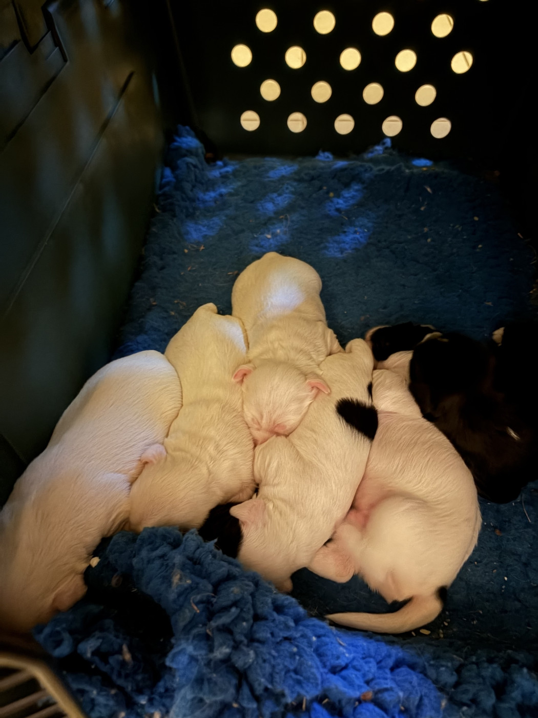 Chiot Terrier Tibetain Du clan de lis