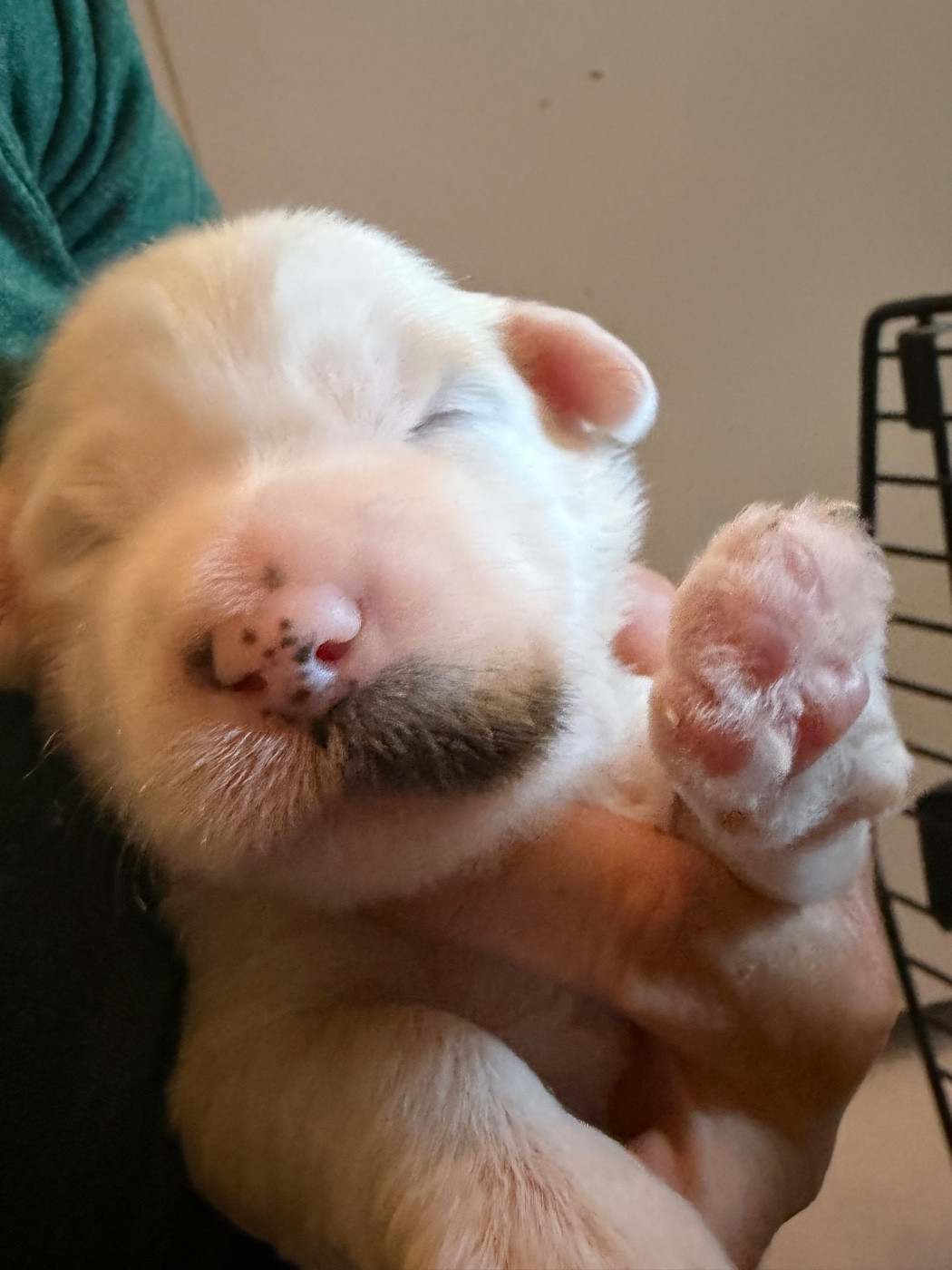 Du clan de lis - Chiots disponibles - Terrier Tibetain