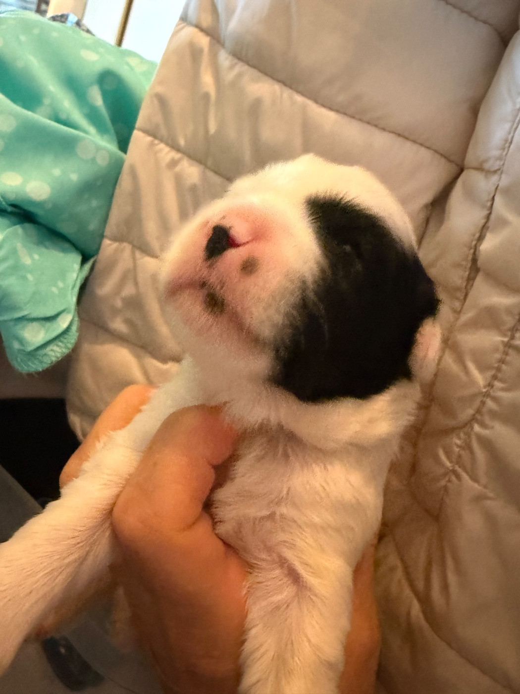 Du clan de lis - Chiots disponibles - Terrier Tibetain