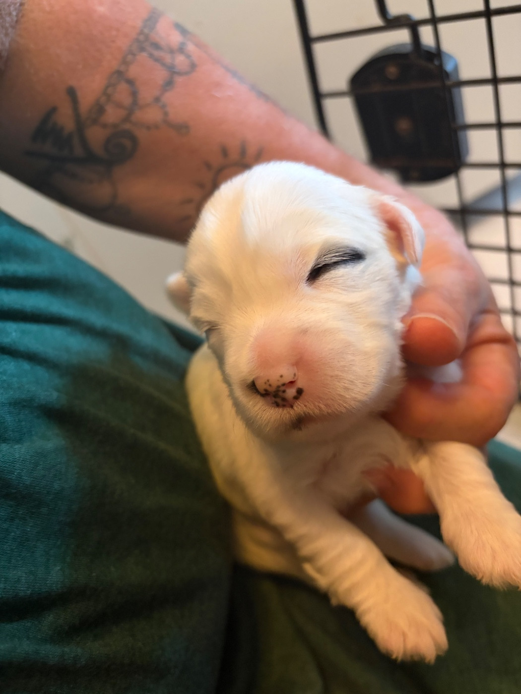 Du clan de lis - Chiots disponibles - Terrier Tibetain