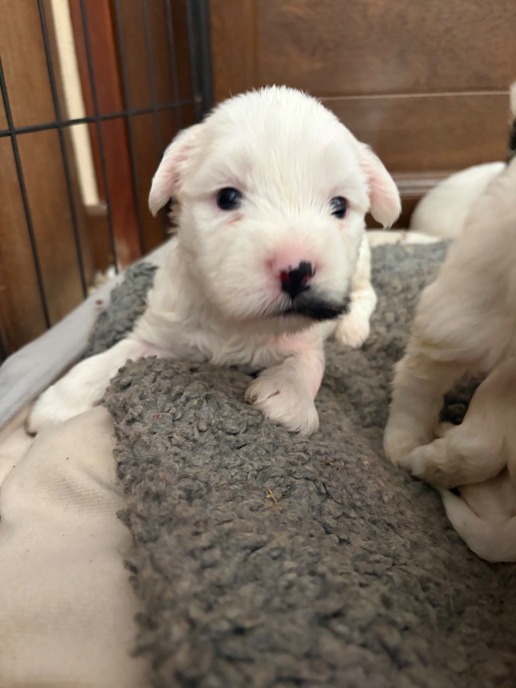 Du clan de lis - Chiots disponibles - Terrier Tibetain