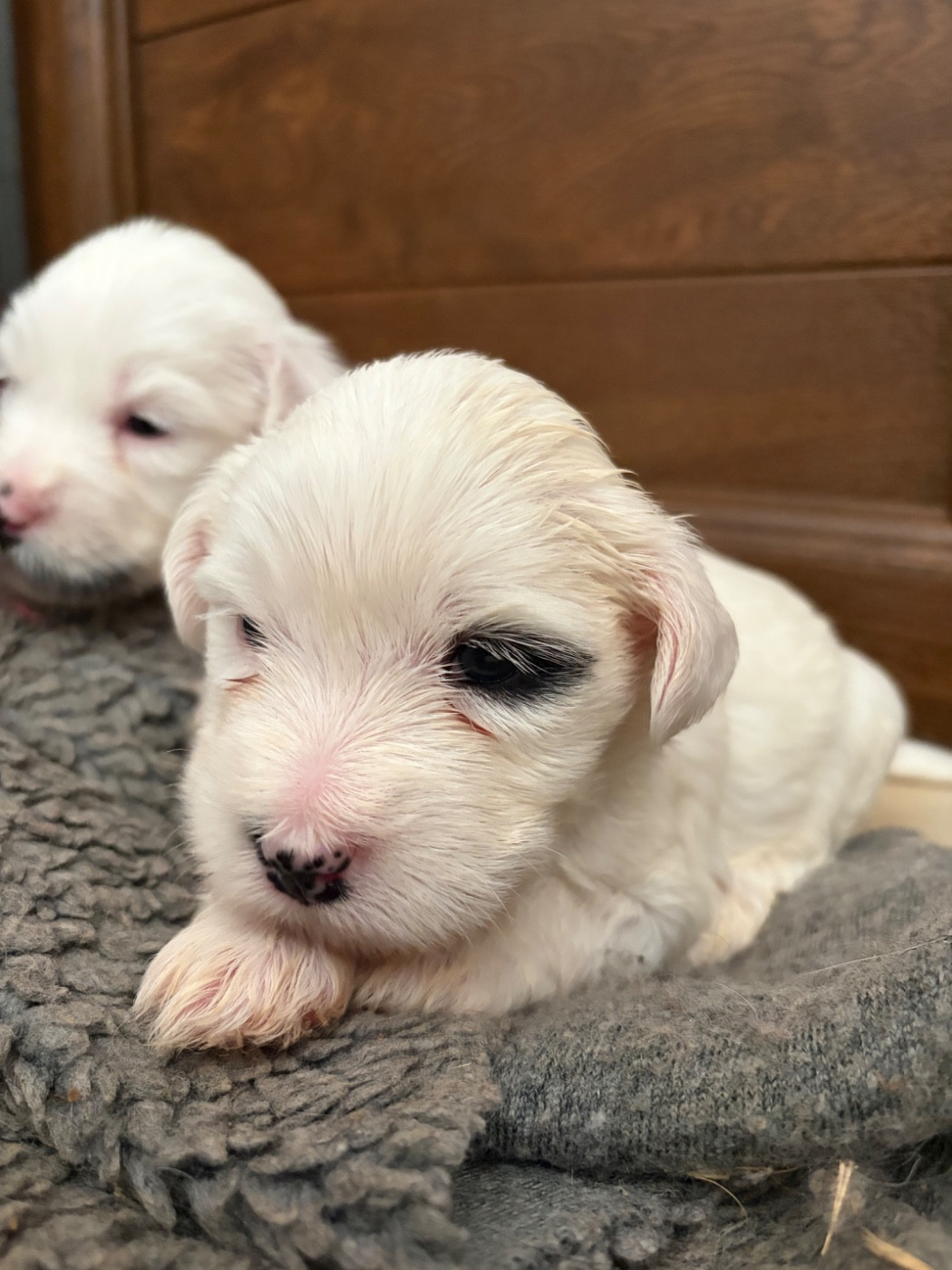 Du clan de lis - Chiots disponibles - Terrier Tibetain