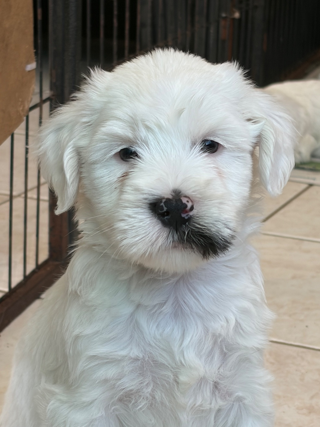 Du clan de lis - Chiots disponibles - Terrier Tibetain