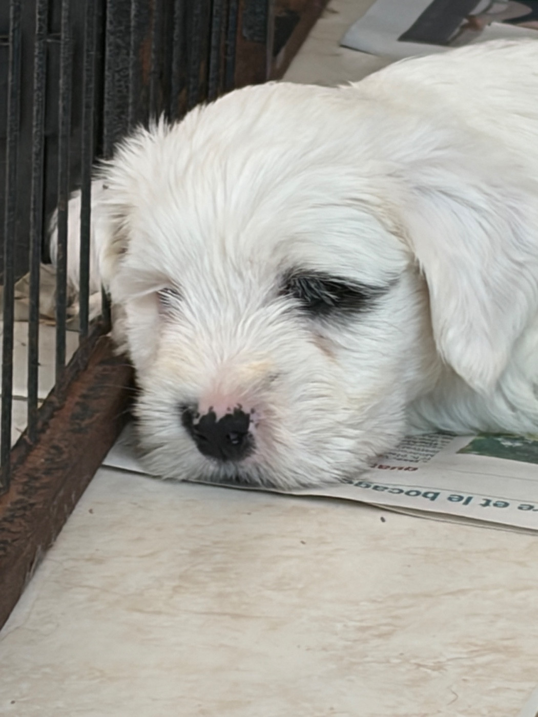 Du clan de lis - Chiots disponibles - Terrier Tibetain