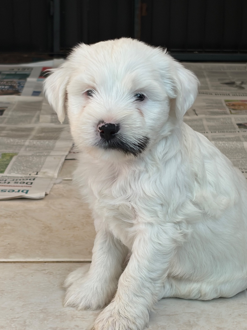 Du clan de lis - Chiots disponibles - Terrier Tibetain