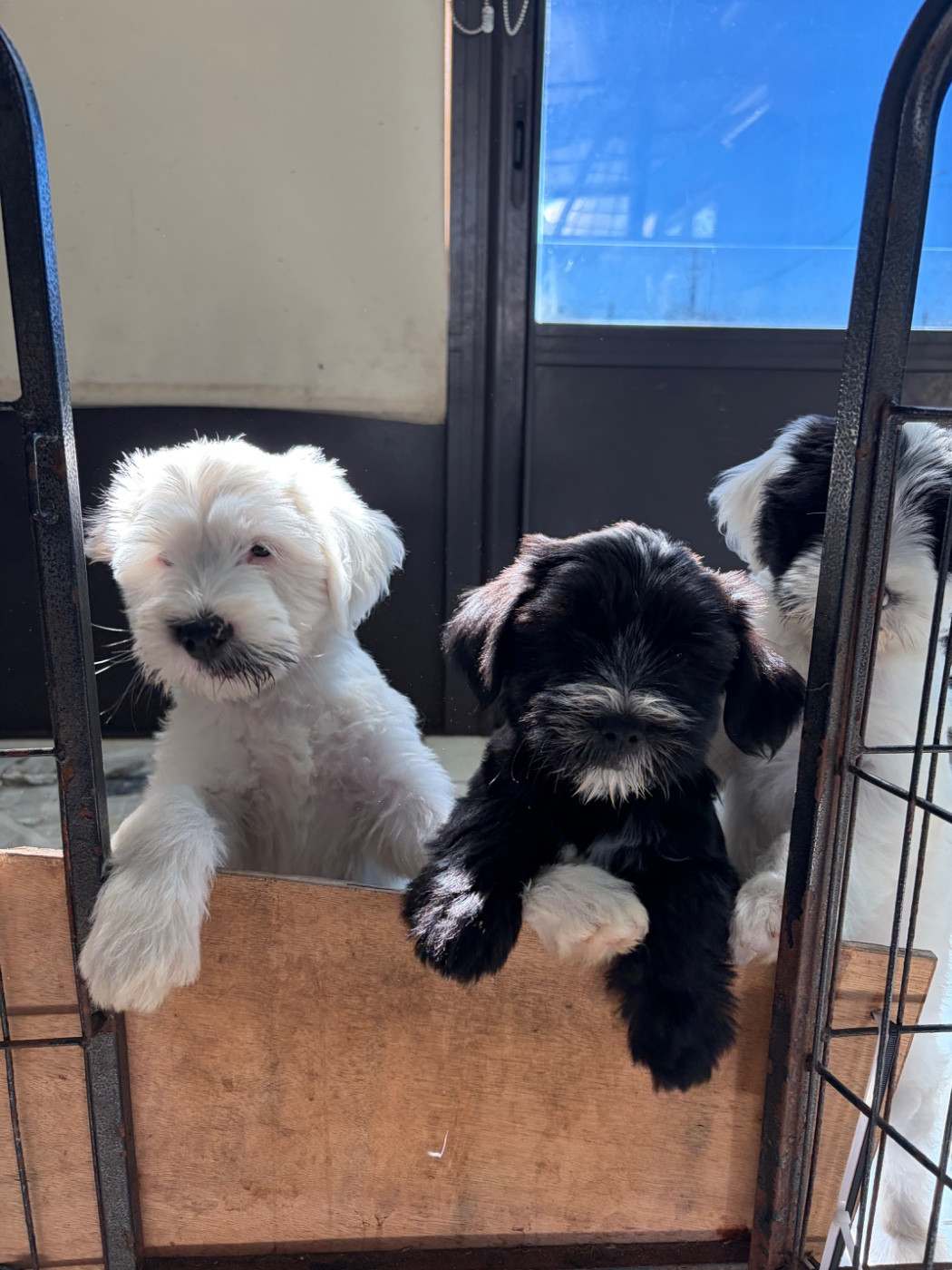Du clan de lis - Chiots disponibles - Terrier Tibetain