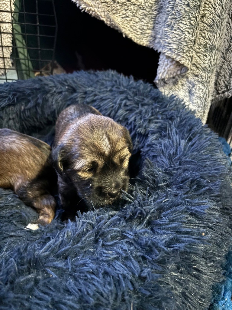 Du clan de lis - Chiots disponibles - Terrier Tibetain