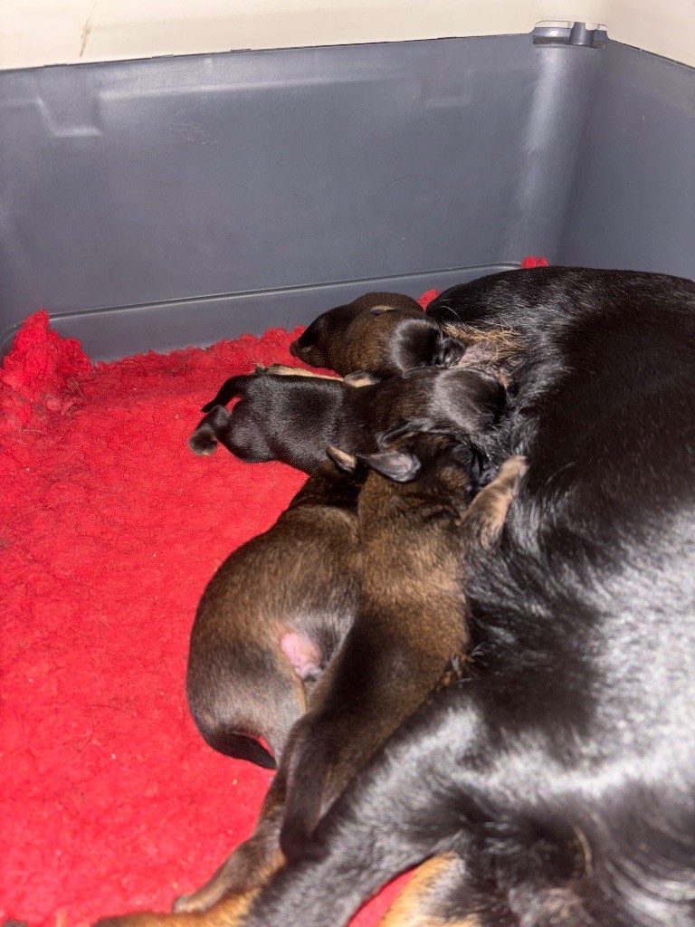 Chiot Petit Brabançon Du clan de lis