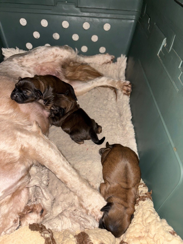 Du clan de lis - Terrier Tibetain - Portée née le 04/12/2025