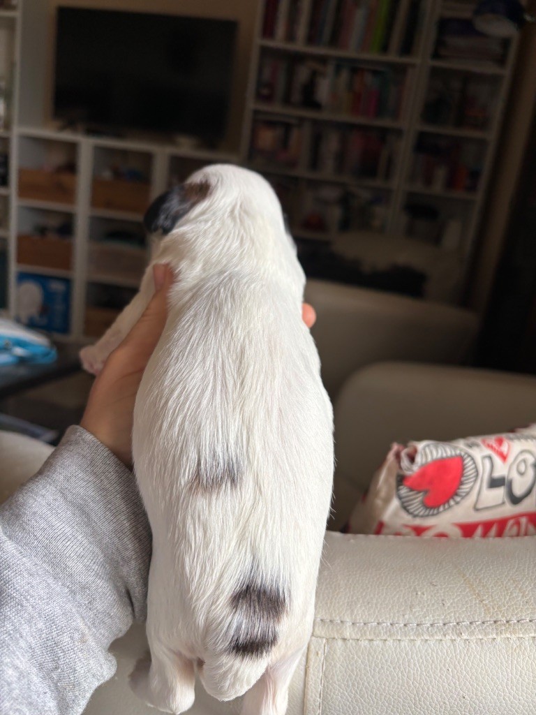 Du clan de lis - Chiots disponibles - Terrier Tibetain