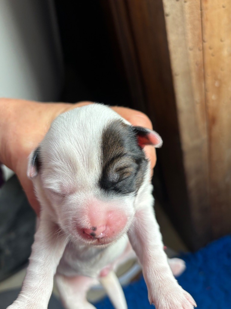 Du clan de lis - Chiots disponibles - Terrier Tibetain