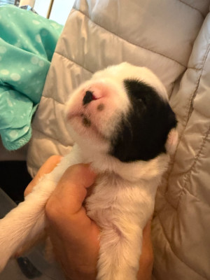 Chiot N°2