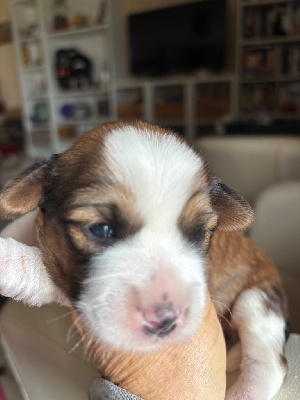 CHIOT 3