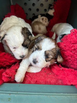 CHIOT 3