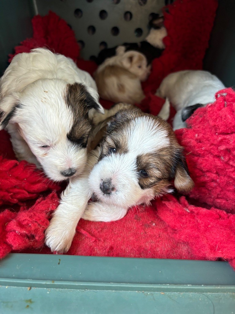 Du clan de lis - Chiots disponibles - Terrier Tibetain