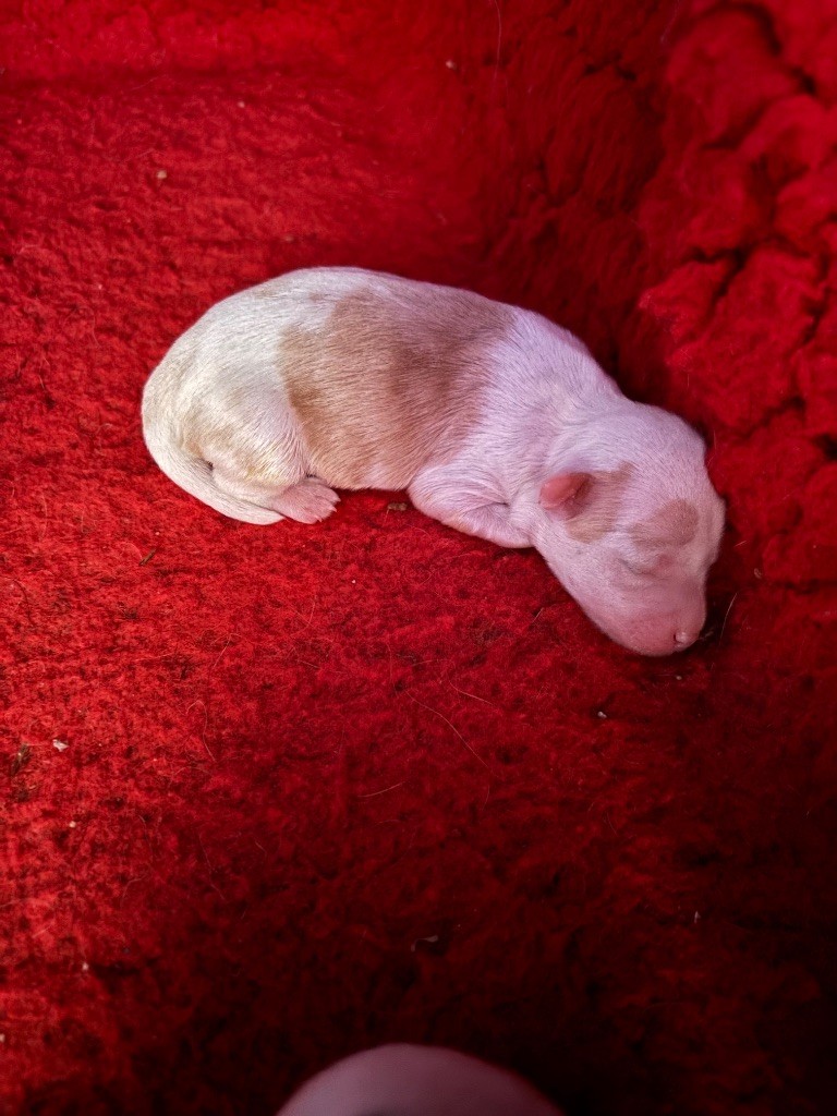 Du clan de lis - Chiots disponibles - Terrier Tibetain