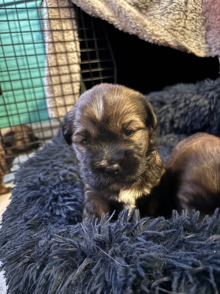 Du clan de lis - Chiots disponibles - Terrier Tibetain